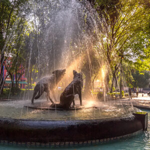 Coyoacán en Bici, el barrio mágico de los artistas